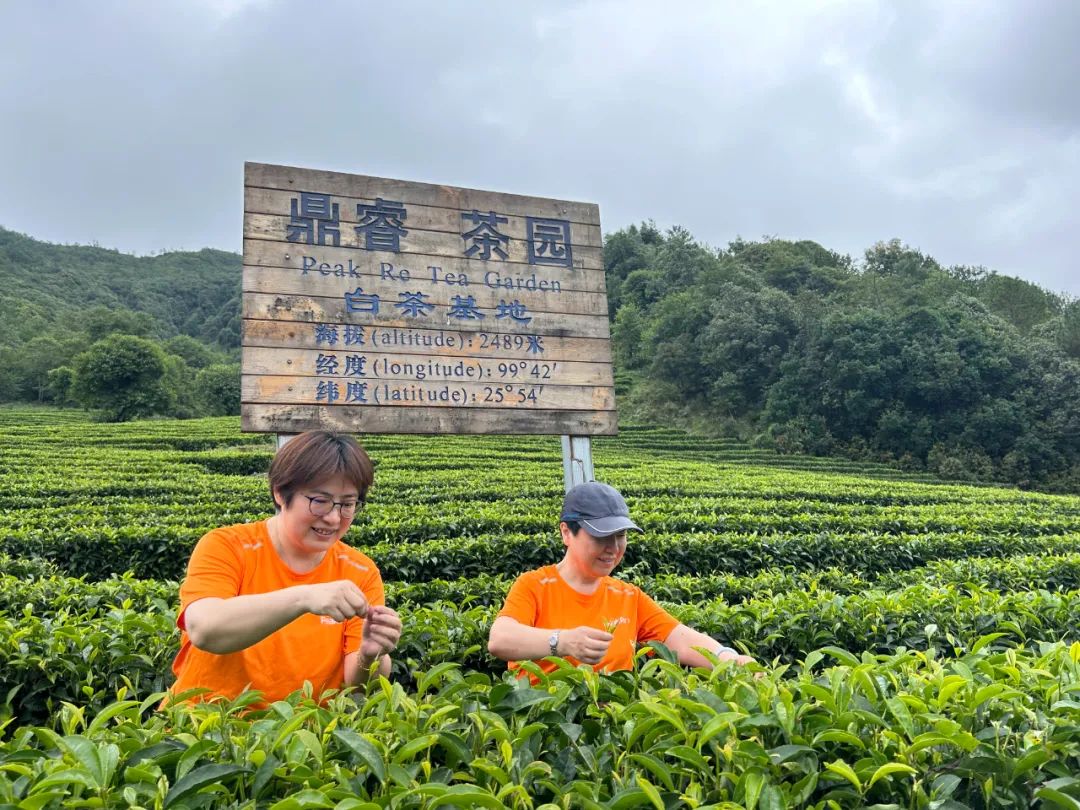 山月织暖，复星基金会铺就茶叶助农路