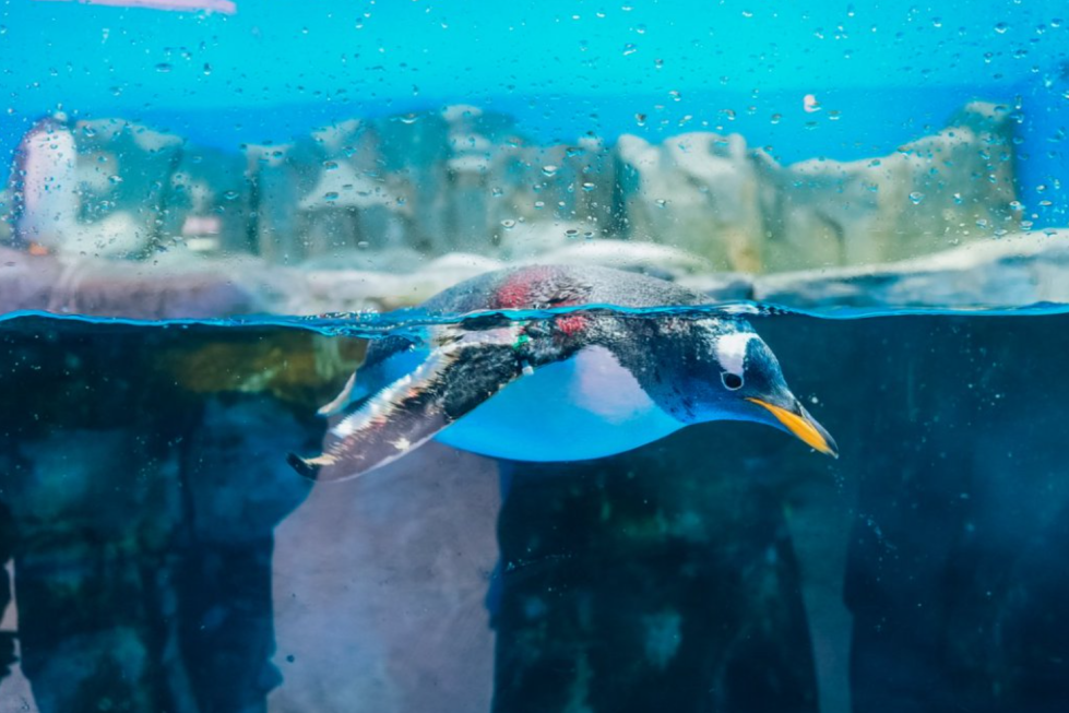 「我是公益家」远见者行动营招募开启！